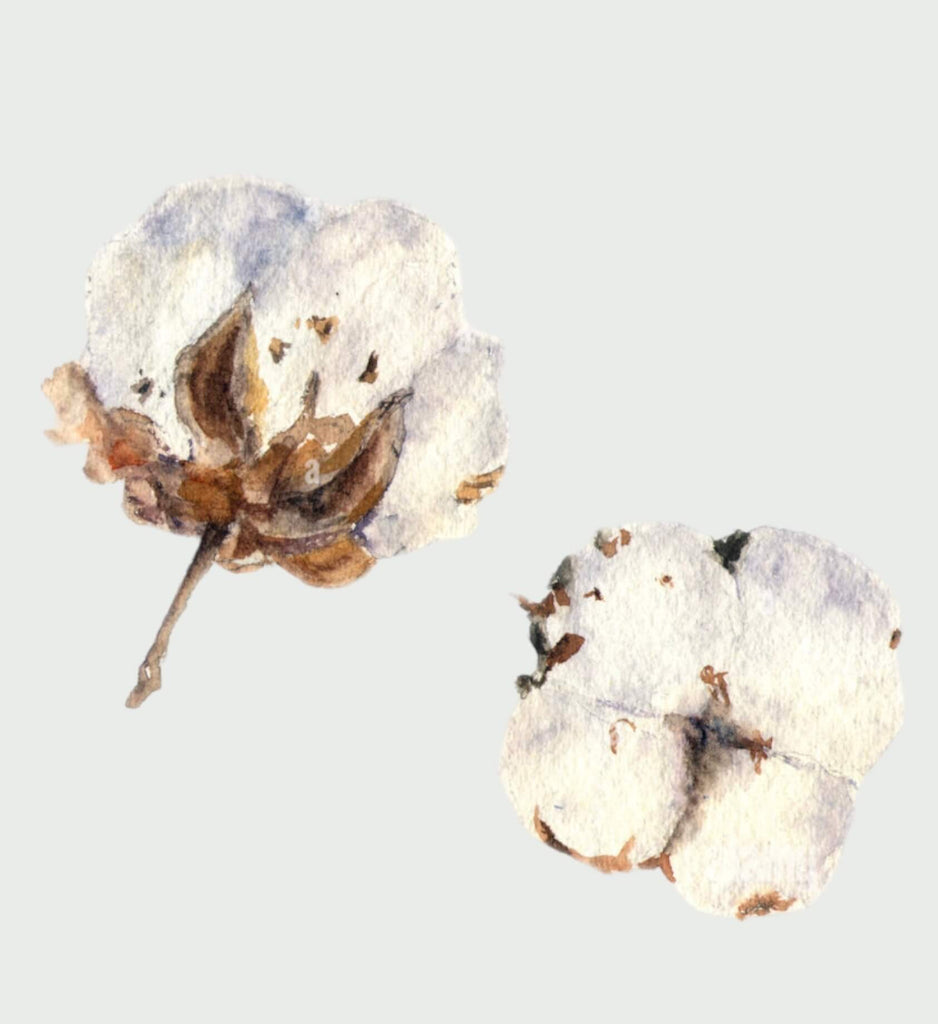 Organic Puffed Cotton